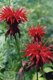 Monarda 'Cambridge scarlet'